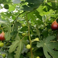 邱縣無(wú)花果生態(tài)園 推出優(yōu)惠活動(dòng)