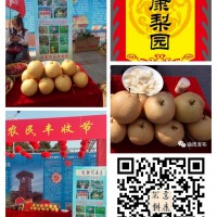 達(dá)康梨園國慶節(jié)自主采摘開始了