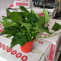 高品質(zhì)綠蘿到貨了
