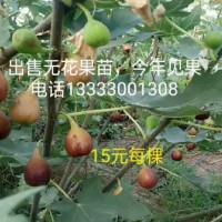出售無花果苗，今年見果
