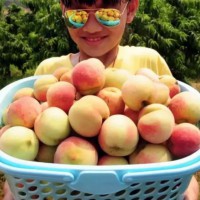 小蜜蜂百果園開園啦！超好吃的桃子終于又來啦