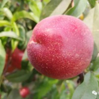 轉發(fā)【公益助農】東三塔李澤林喊你來摘桃子啦