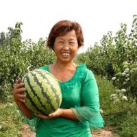 馬連固老袁的西瓜倍兒甜！