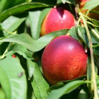 帶你去 南里岳鄉(xiāng)振清寨村 摘桃去