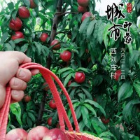 曲周鎮(zhèn)西劉莊雅森農(nóng)場(chǎng)采摘園的大紅油桃熟了