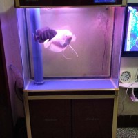 出售二手底濾魚缸，帶魚