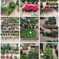 新到各種鮮花[玫瑰] 鮮艷誘人